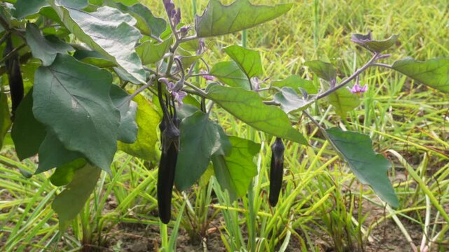 Purple brinjal eggplant fruits growing on plant