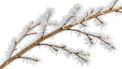 Snow Covered Tree Branch with Frosted Needles on White Background winter
