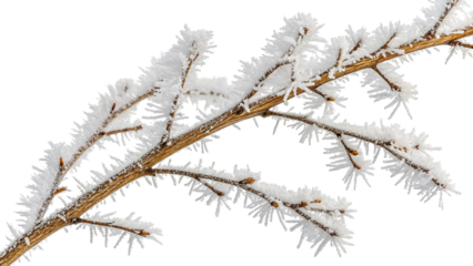 Snow Covered Tree Branch with Frosted Needles on White Background winter