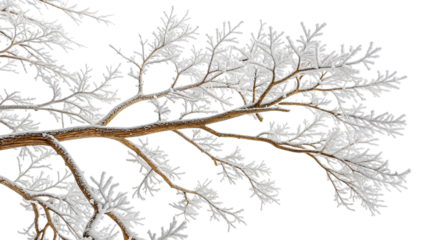Snow Covered Tree Branch with Frosted Leaves Extending Outward winter nature