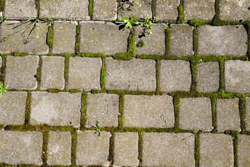 Weathered paving stones with intricate lichen patterns and vibrant moss creating a captivating natural tapestry of earthy tones and organic detail.