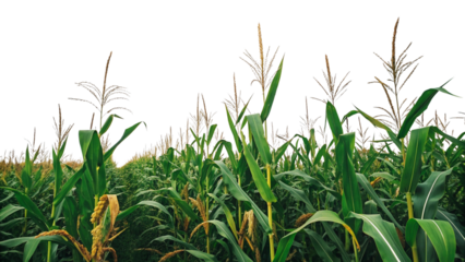 Tall green corn plants growing in a field with blurred buildings in the background green leaves
