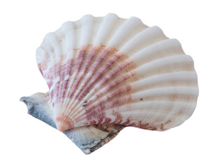 Obraz premium Scallop shell with pale pink and cream striations resting on a weathered base