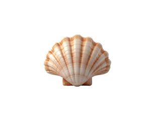 Fototapeta premium Sea shell on white background with natural texture and soft beige striations