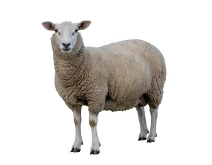 Naklejka premium Sheep with thick woolen fleece standing in isolation