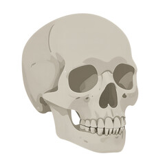 Obraz premium Human Skull in Side View