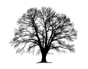 Obraz premium Silhouette of leafless tree with spread branches against white background