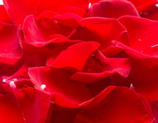 Naklejka premium Close-up of vibrant, textured red petals, full of detail