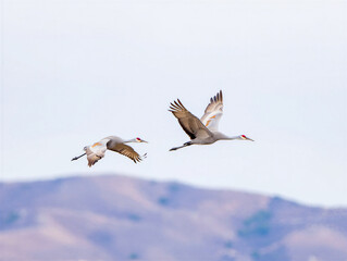 Obraz premium Two Sandhill Cranes Flying Over Mountains Against Pale Sky