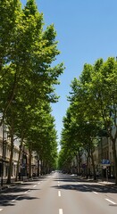 Naklejka premium Tall deciduous trees line both sides of a wide, empty urban roadway under a bright blue sky