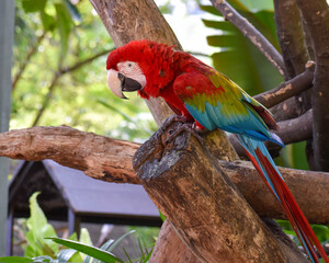 Tropical Blaze: Scarlet Macaw in Full Color