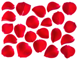 Natural rose petals positioned for valentines day use, isolated on white and transparent