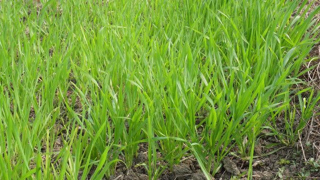 Fresh Green Rice Seedlings Sprouting from Nursery Soil