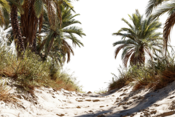 Palm tree covered sandy path isolated on transparent background
