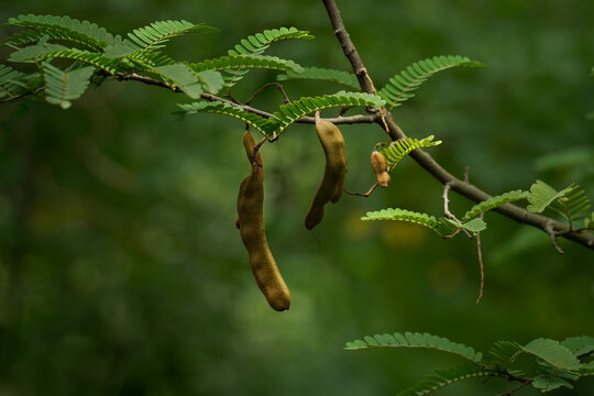 Ripe Tamarind Fruit Hanging on Tree with Green Leaves