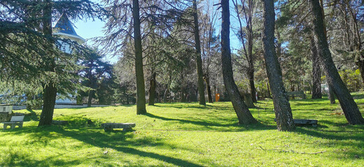 nice green grass meadow with some trees