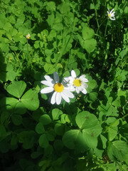 White daisies stand in the center of a green field, highlighting its natural beauty