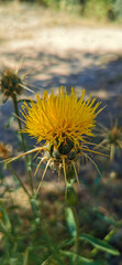 wild thistle in the middle of the field