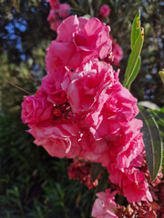Vibrant Pink Oleander Flower Blooming in Sunlight