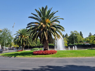 modern roundabout with a fountain, palm trees and trees