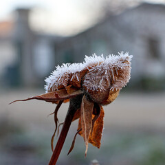 le gel sur ce bouton de rose