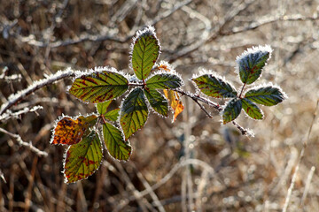 d&eacute;coration de givre sur ces feuilles
