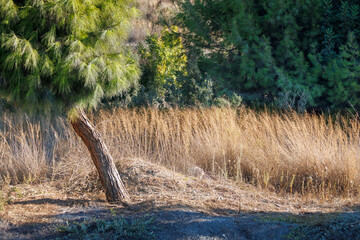 Phaselis ancient ruins forest road, Pine forest path Phaselis Turkey, Antique city ruins Kemer Çamyuva, Ancient Phaselis trail hike