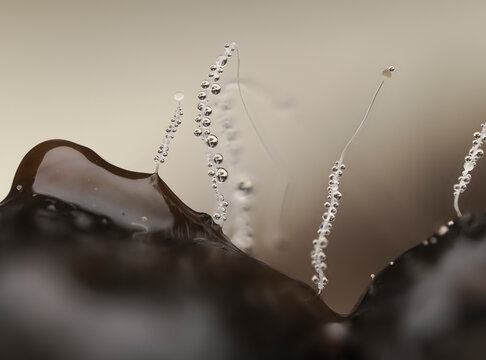 Pillenwerfer, Pilobolus