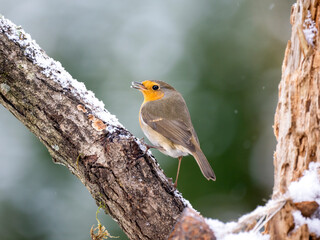 Obraz premium Rotkehlchen, European robin, Erithacus rubecula