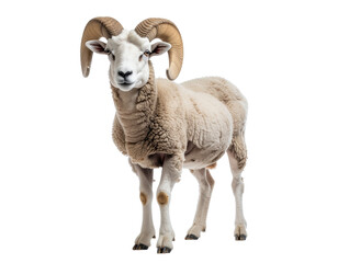 Fototapeta premium White ram with thick wool and curling horns standing