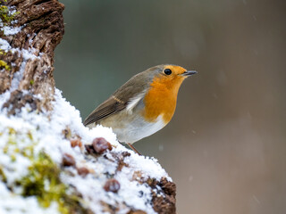 Rotkehlchen, European robin, Erithacus rubecula