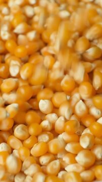 Vertical slow motion pouring of dried organic maize seeds, raw yellow corn kernels for popcorn
