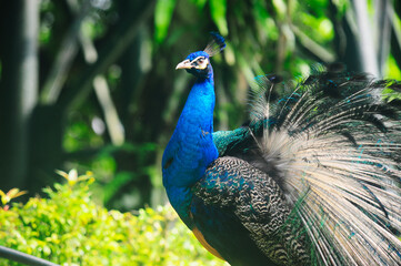 Beautiful colorful peacock bird, Male peafowl are referred to as peacocks, and female peafowl are referred to as peahens