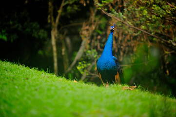 Beautiful colorful peacock bird, Male peafowl are referred to as peacocks, and female peafowl are referred to as peahens