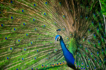 Obraz premium Beautiful colorful peacock bird, Male peafowl are referred to as peacocks, and female peafowl are referred to as peahens