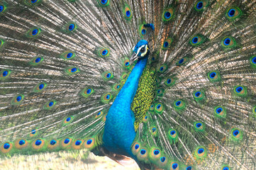 Beautiful colorful peacock bird, Male peafowl are referred to as peacocks, and female peafowl are referred to as peahens