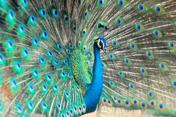 Beautiful colorful peacock bird, Male peafowl are referred to as peacocks, and female peafowl are referred to as peahens