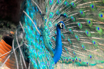 Beautiful colorful peacock bird, Male peafowl are referred to as peacocks, and female peafowl are referred to as peahens