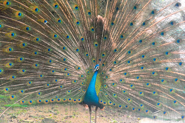 Beautiful colorful peacock bird, Male peafowl are referred to as peacocks, and female peafowl are referred to as peahens
