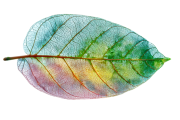 Skeleton leaf pressed on glass isolated on transparent background