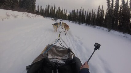 A POV (Point of View) shot from a dog sled as a team of energetic Alaskan Huskies pulls tourists through a dense, snow-covered forest trail in the Mount Lorne area near Whitehorse, Yukon, Canada
