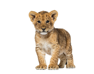 Obraz premium Young lion cub standing on white background looking at the camera