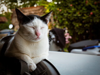 Cute black and white cat sleeping peacefully on the car hood in the evening.
