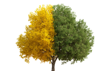 Tree displaying green to golden foliage gradient isolated on transparent background