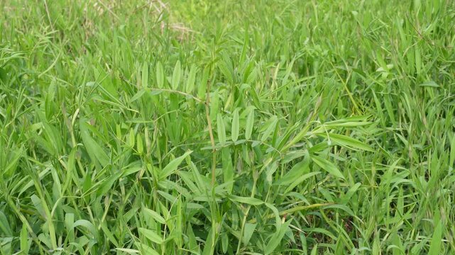 Lush Dense Green Grass pea Close-Up in Nature