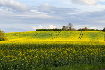 yellow rape field