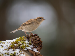 Haussperling, Passer domesticus