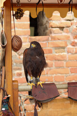 falconry hawk at castle