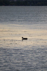 duck on the water in the sunlight