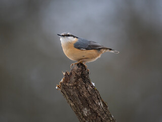 Fototapeta premium Kleiber (Sitta europaea)